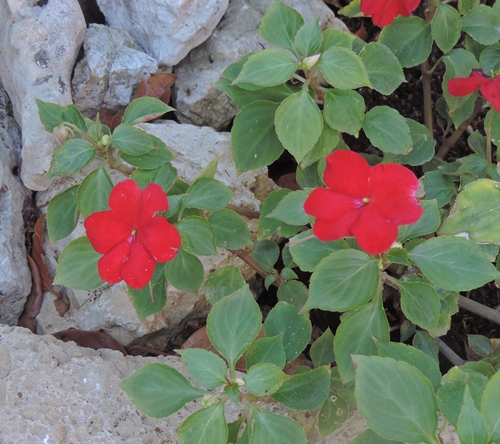 cultivar di Impatiens walleriana (Balsaminaceae)